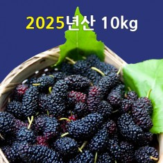 [선운산농협] 2025년햇오디생과 (냉동/벌크)10kg 