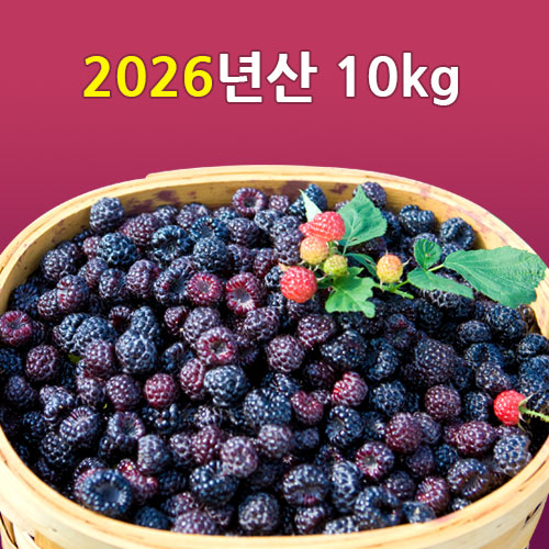 [선운산농협]2026년산 햇 복분자생과 10kg(냉동/벌크)