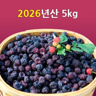 [선운산농협]2026년산 햇 복분자생과 5kg(냉동/트레이)